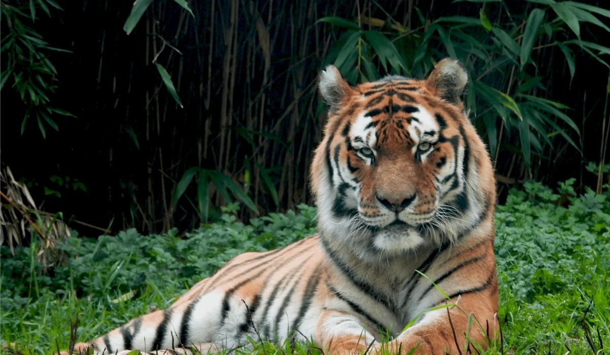 unique-or-rare-tiger-names-with-meanings
