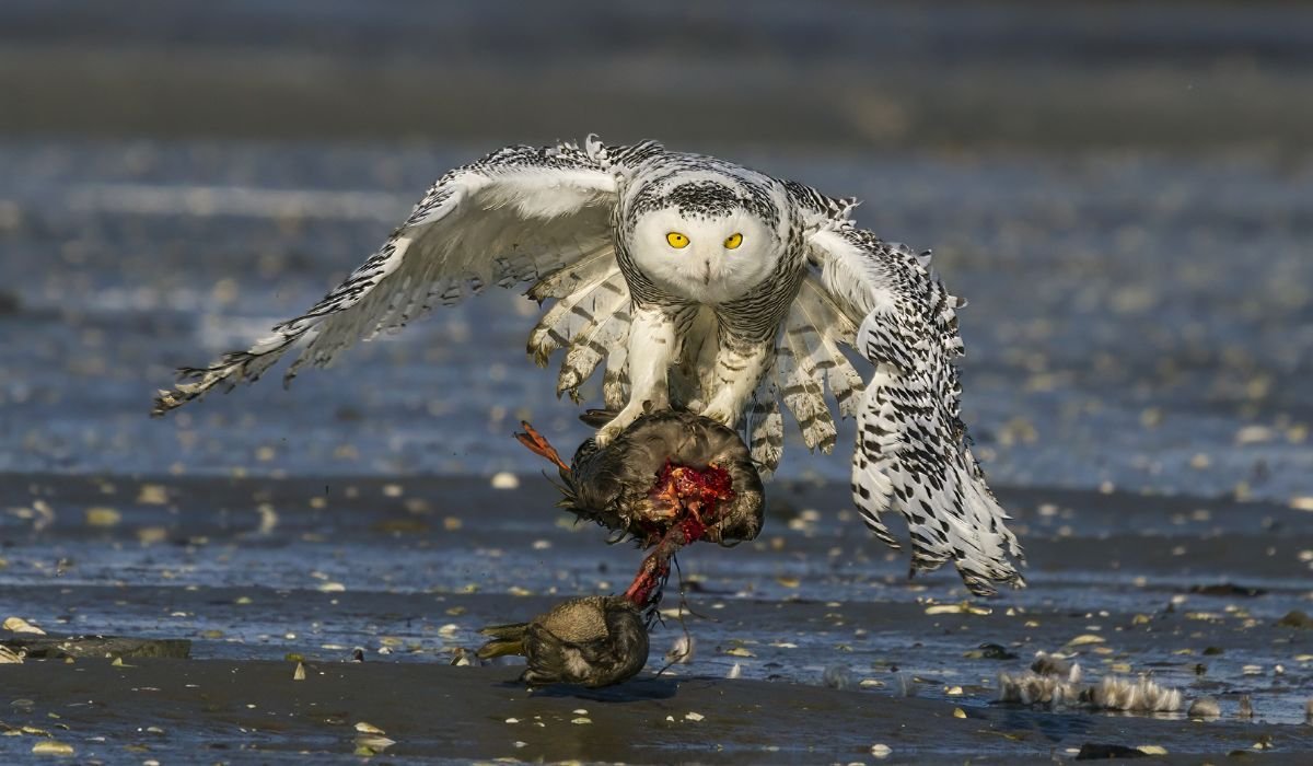 unique-owl-names-ideas