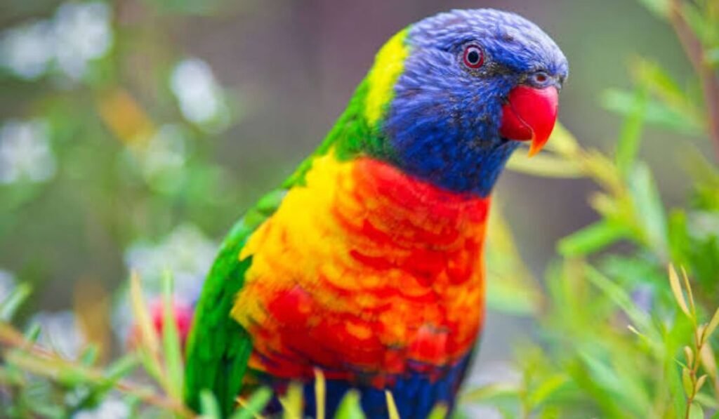 unique-parrot-names