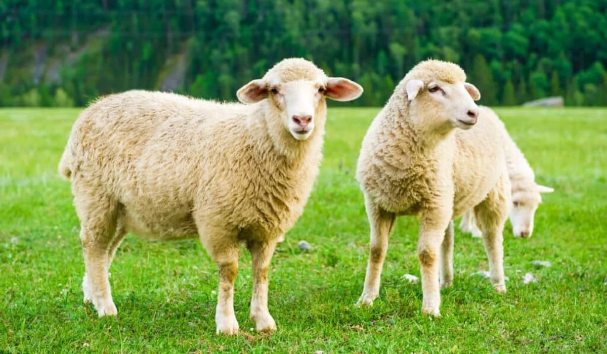 unique-sheep-names