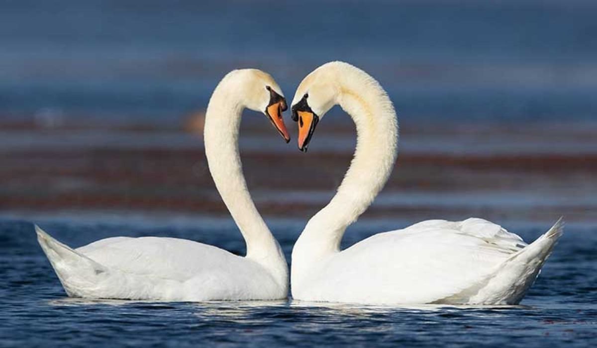 unisex-swan-names