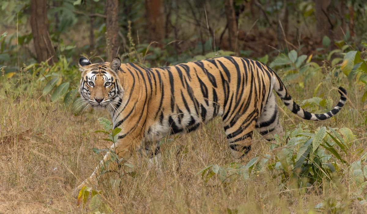 unisex-tiger-names-with-meanings