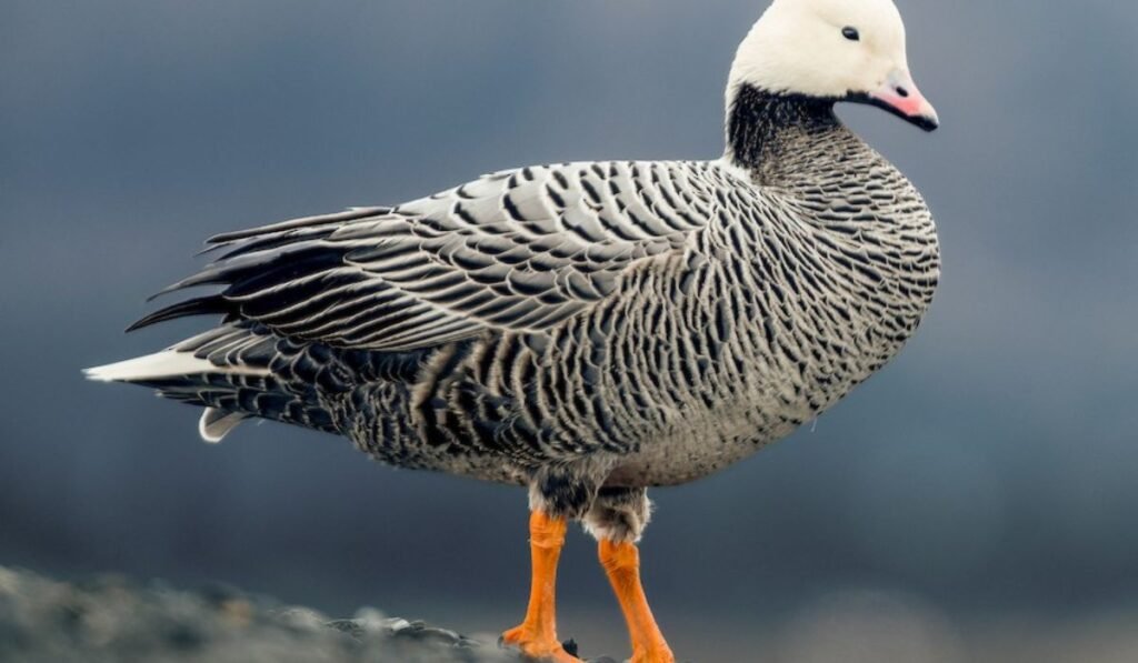 vintage-goose-names