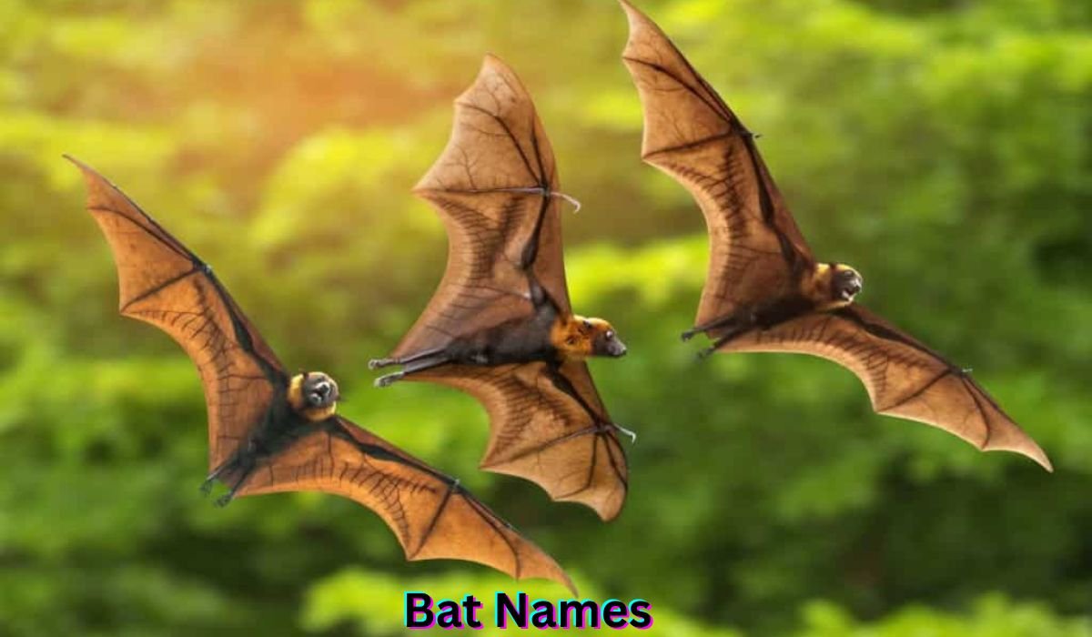 bat-names