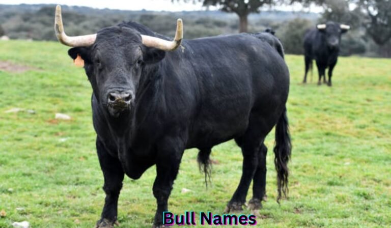 bull-names