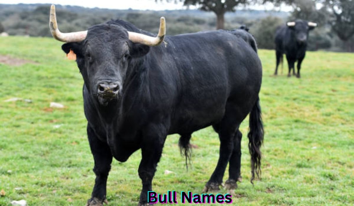 bull-names