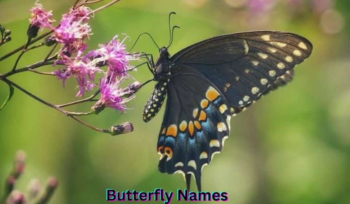 butterfly-names
