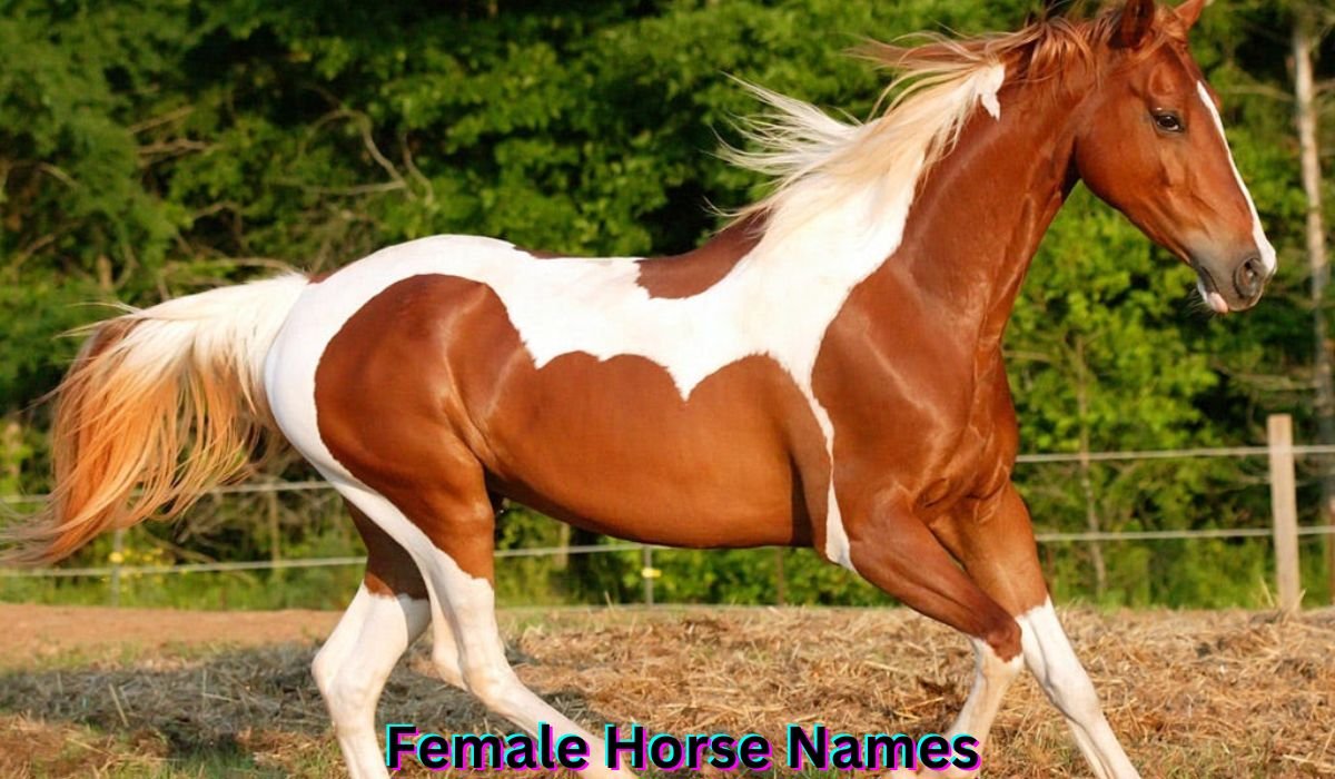 female-horse-names