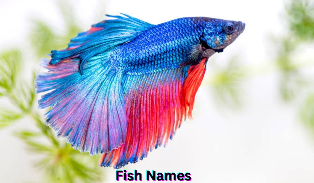 fish-names