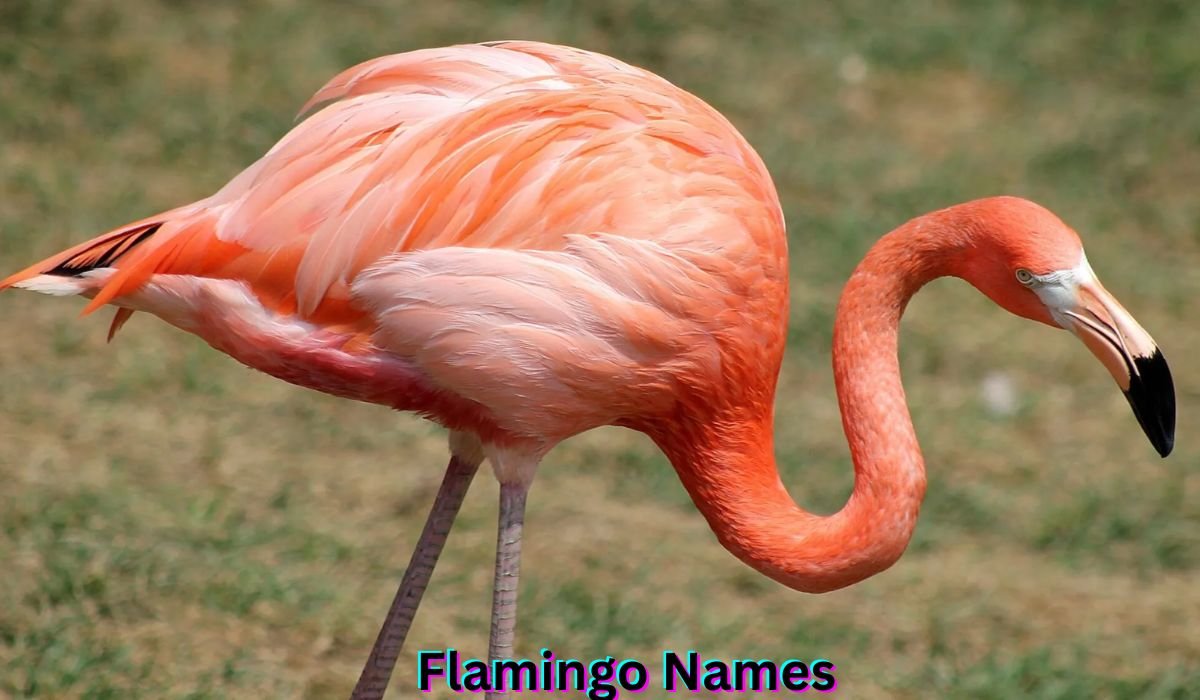 flamingo-names