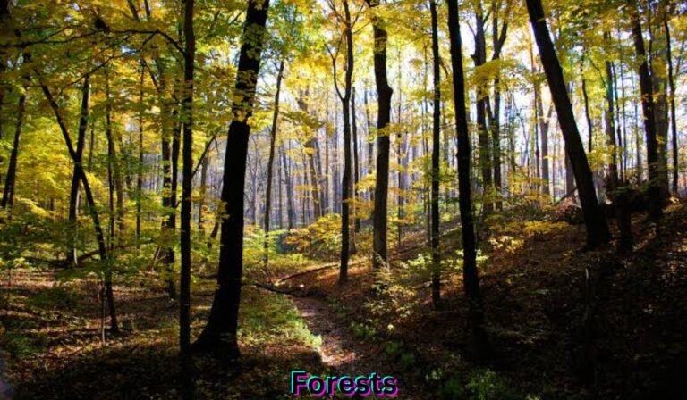 forests