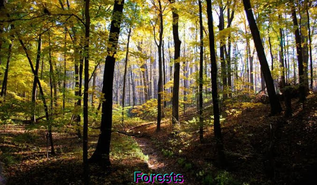 forests