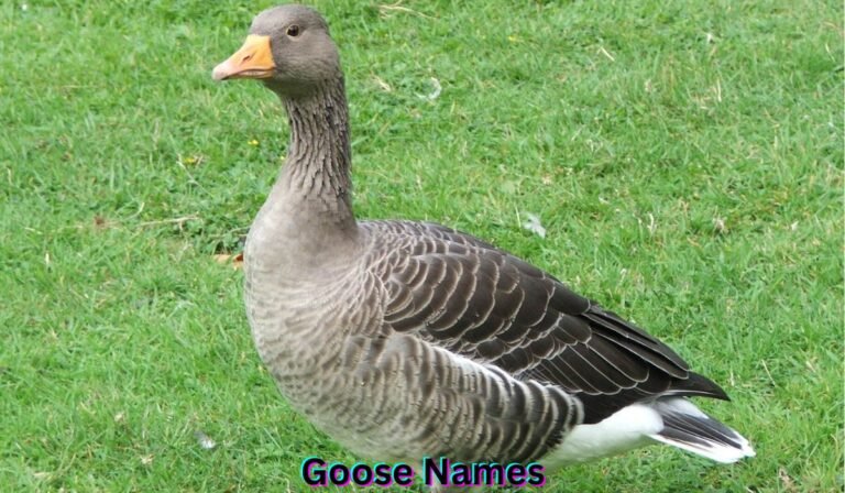 goose-names