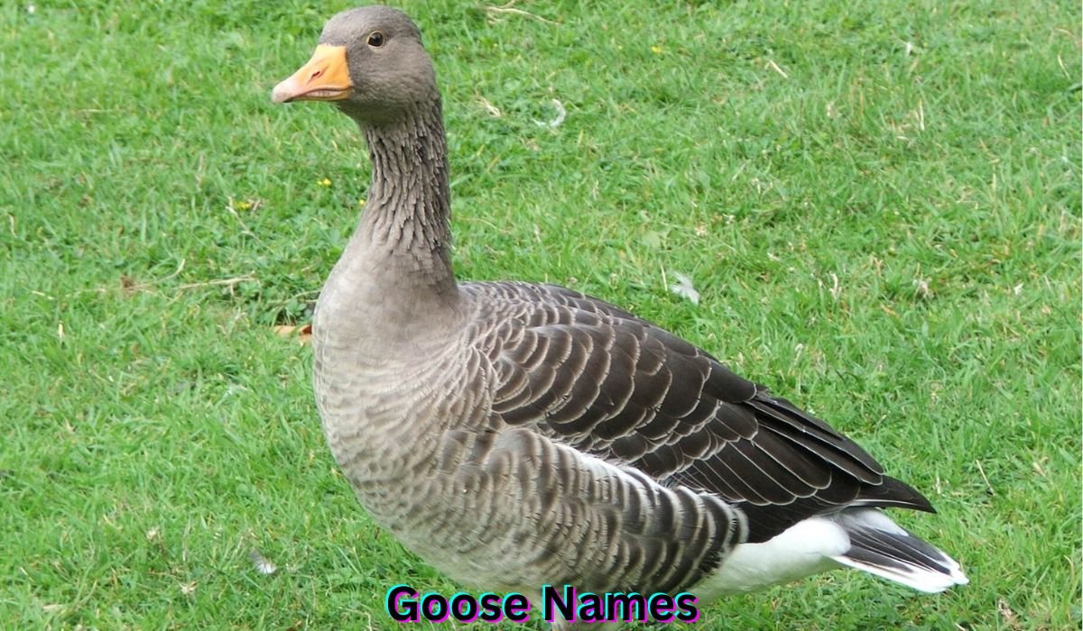 goose-names