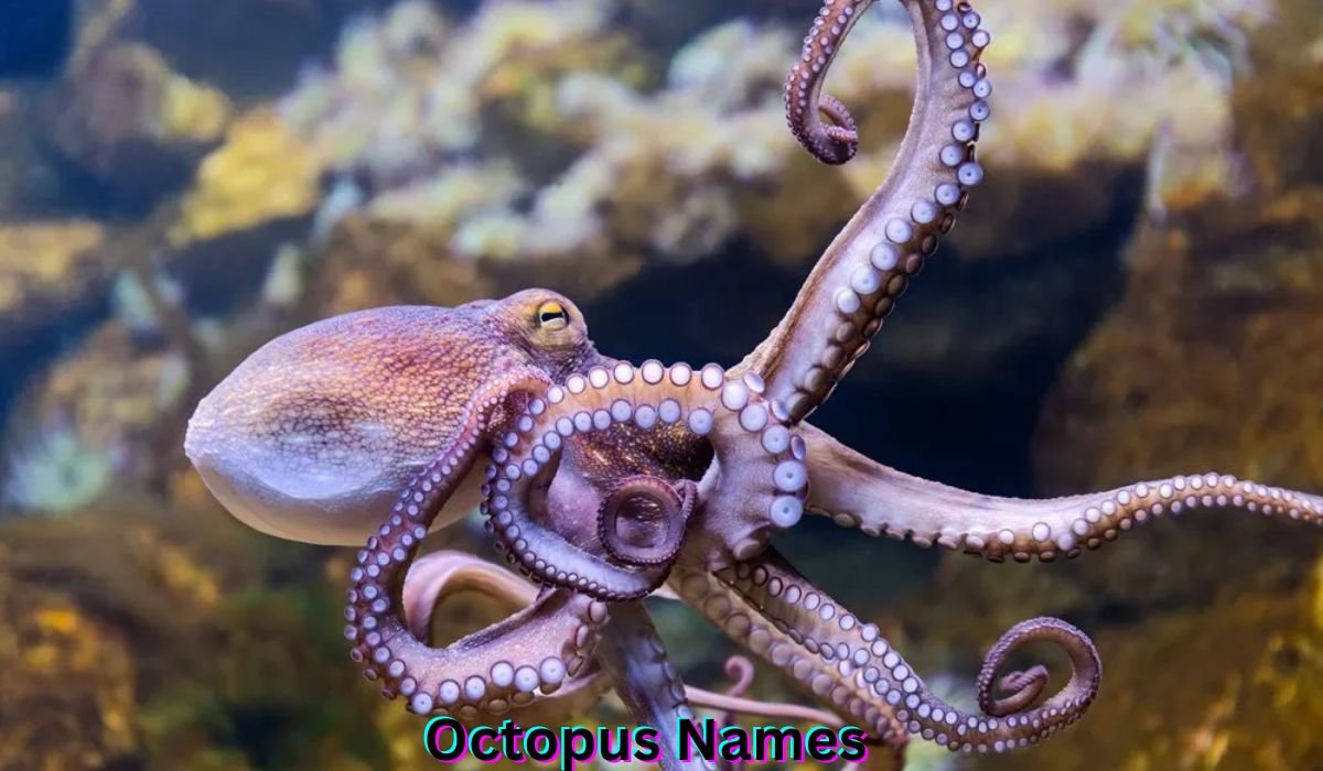 octopus-names