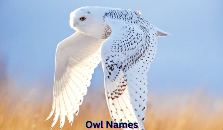 owl-names