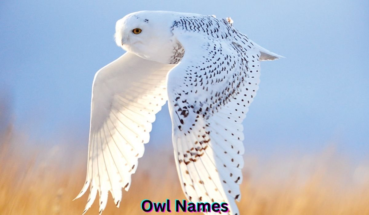 owl-names