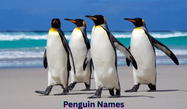 penguin-names