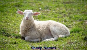 sheep-names