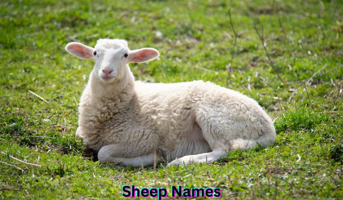 sheep-names