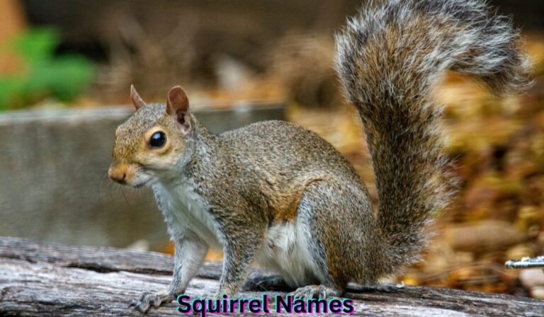 squirrel-names