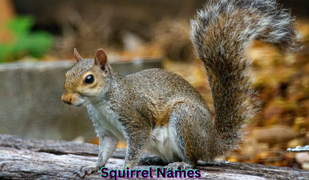 squirrel-names