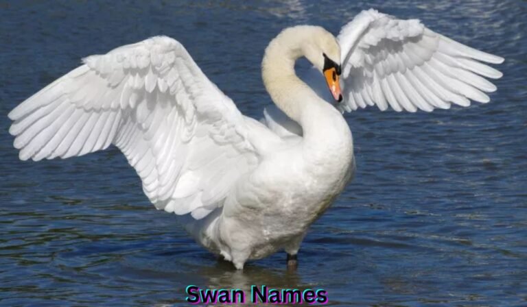 swan-names