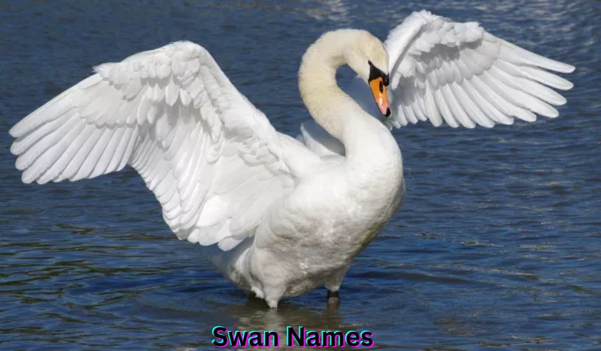 swan-names