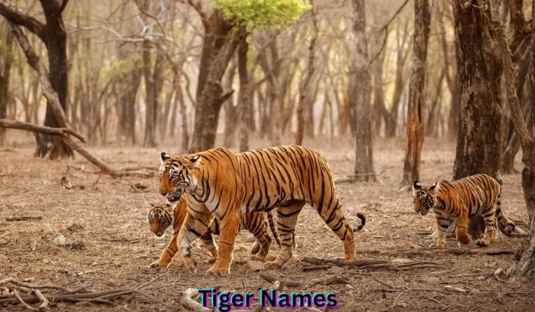 tiger-names