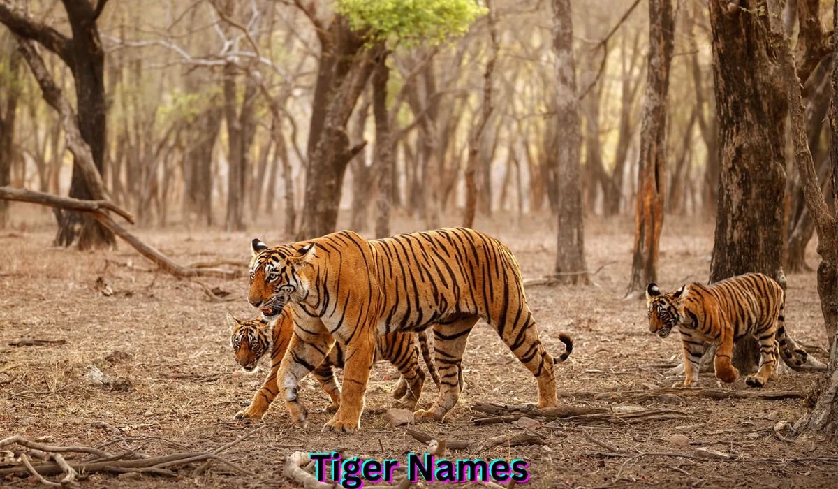 tiger-names