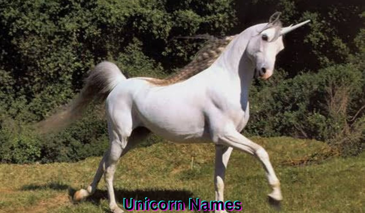 unicorn-names